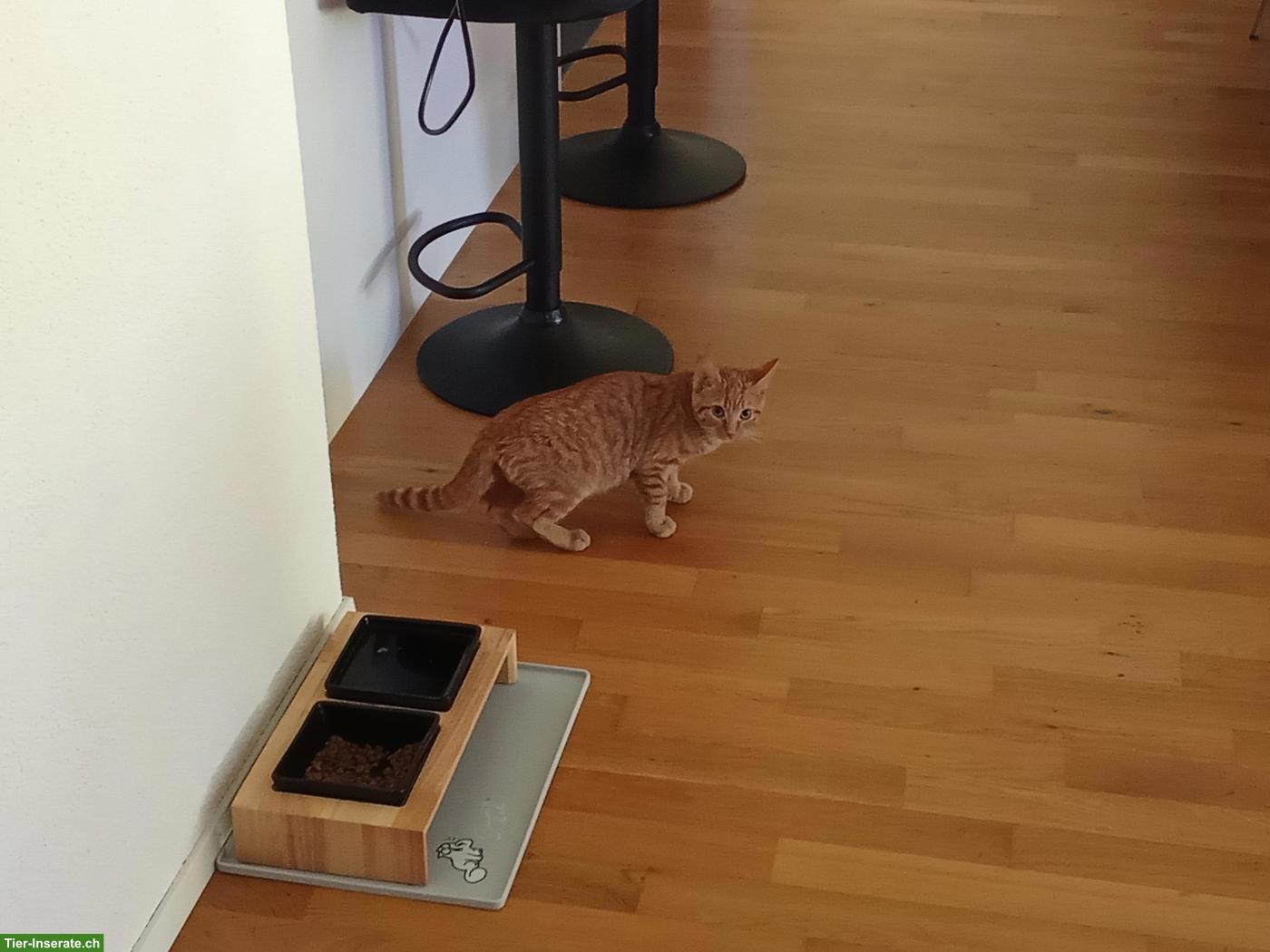 Bild 4: 2 junge Kätzchen suchen geduldiges Zuhause