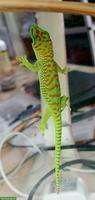 Phelsuma grandis, grosser Taggecko