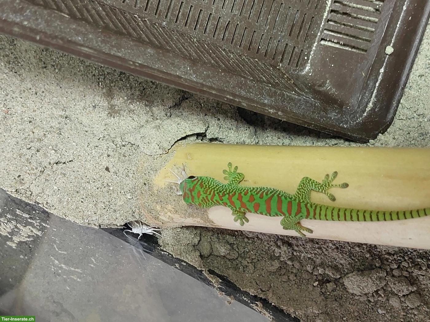 Bild 2: Phelsuma grandis, grosser Taggecko