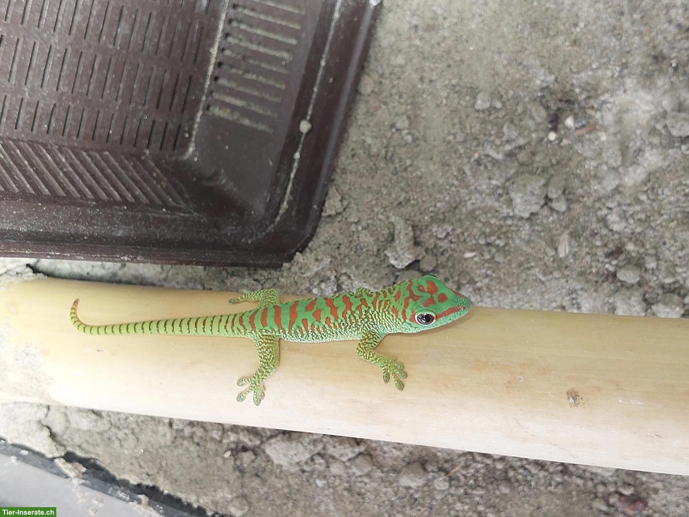 Bild 3: Phelsuma grandis, grosser Taggecko