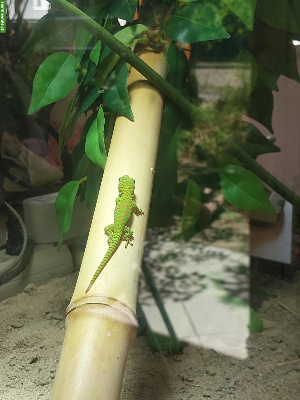 Bild 4: Phelsuma grandis, grosser Taggecko