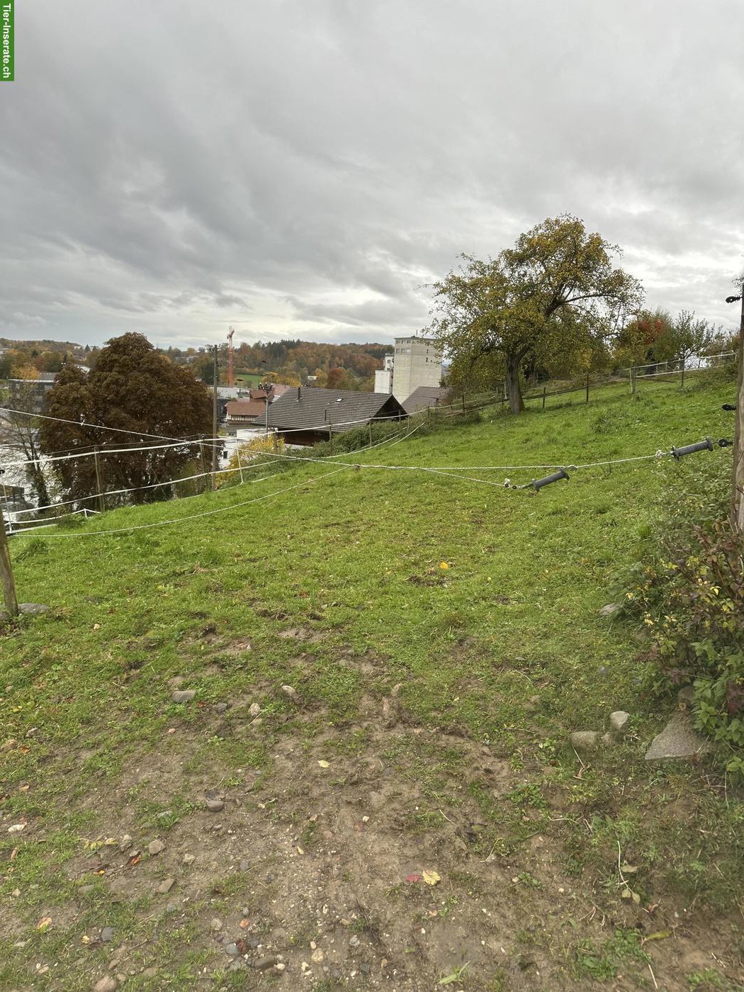 Bild 4: Selbstversorger Stall zu vermieten in Bolligen BE