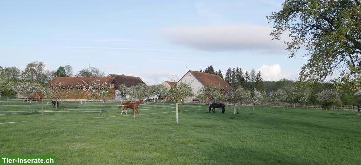 Auslaufbox frei in Benken BL 🐴🌿