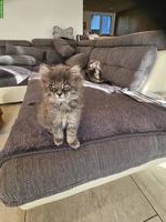 Maine Coon Mix Katzenbabys