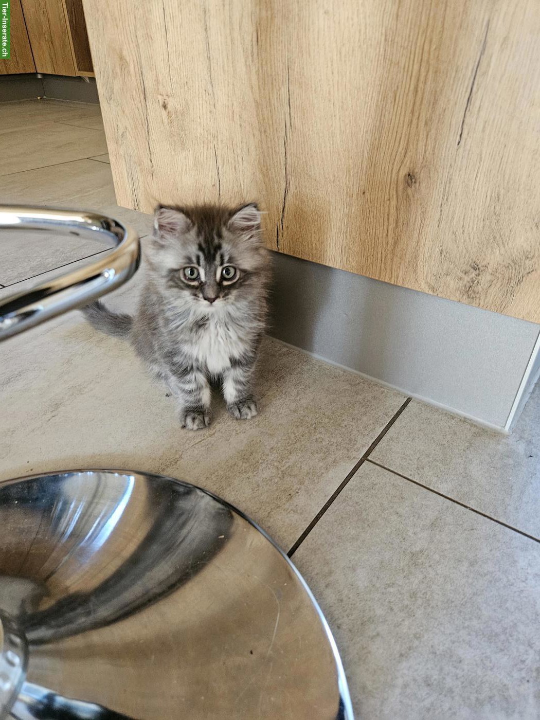 Bild 2: Maine Coon Mix Katzenbabys