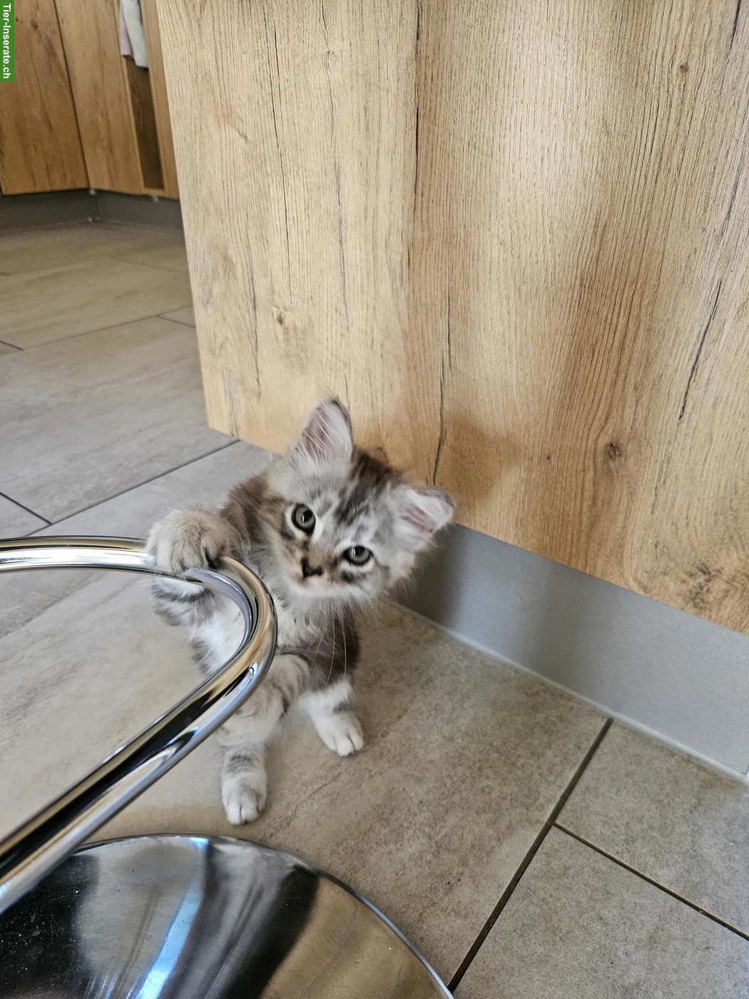 Bild 3: Maine Coon Mix Katzenbabys