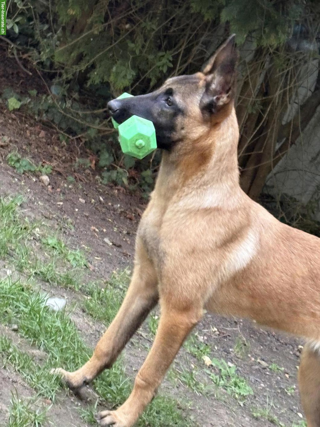 Malinois Hündin, 5 Monate abzugeben