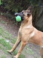 Malinois Hündin, 5 Monate abzugeben
