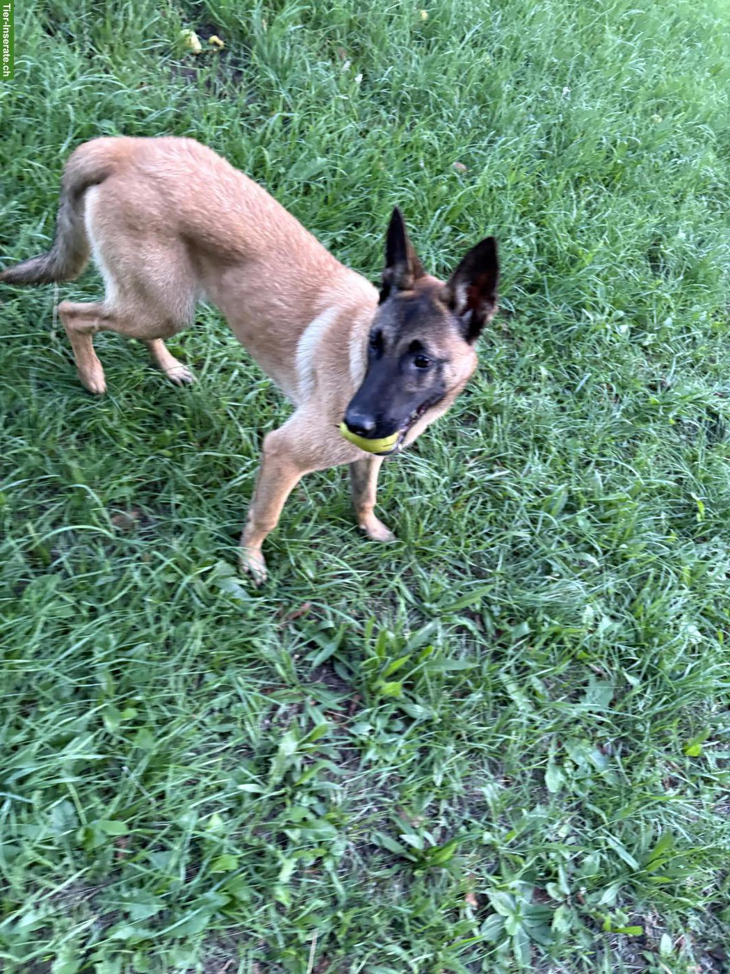Bild 2: Malinois Hündin, 5 Monate abzugeben