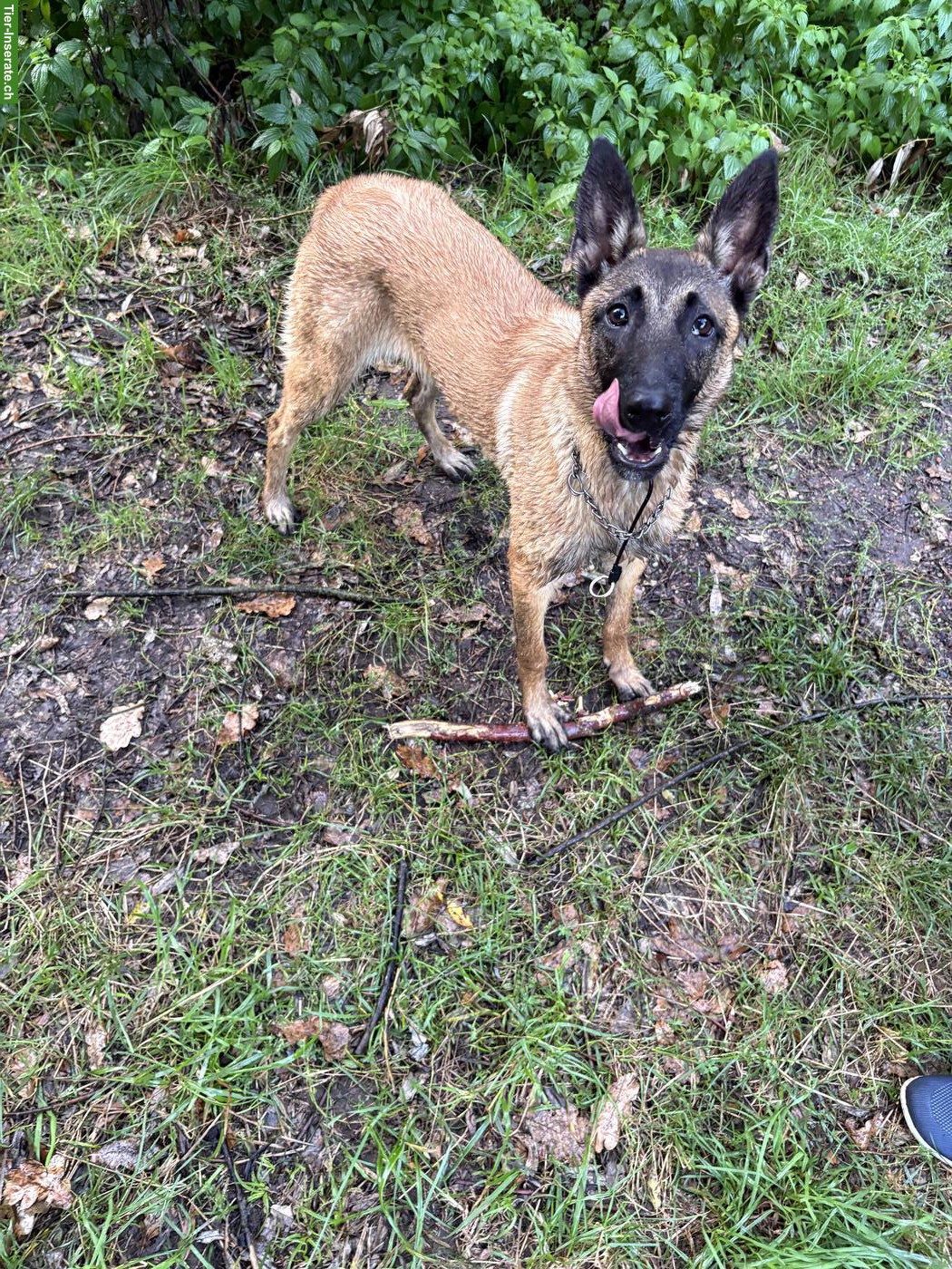 Bild 3: Malinois Hündin, 5 Monate abzugeben