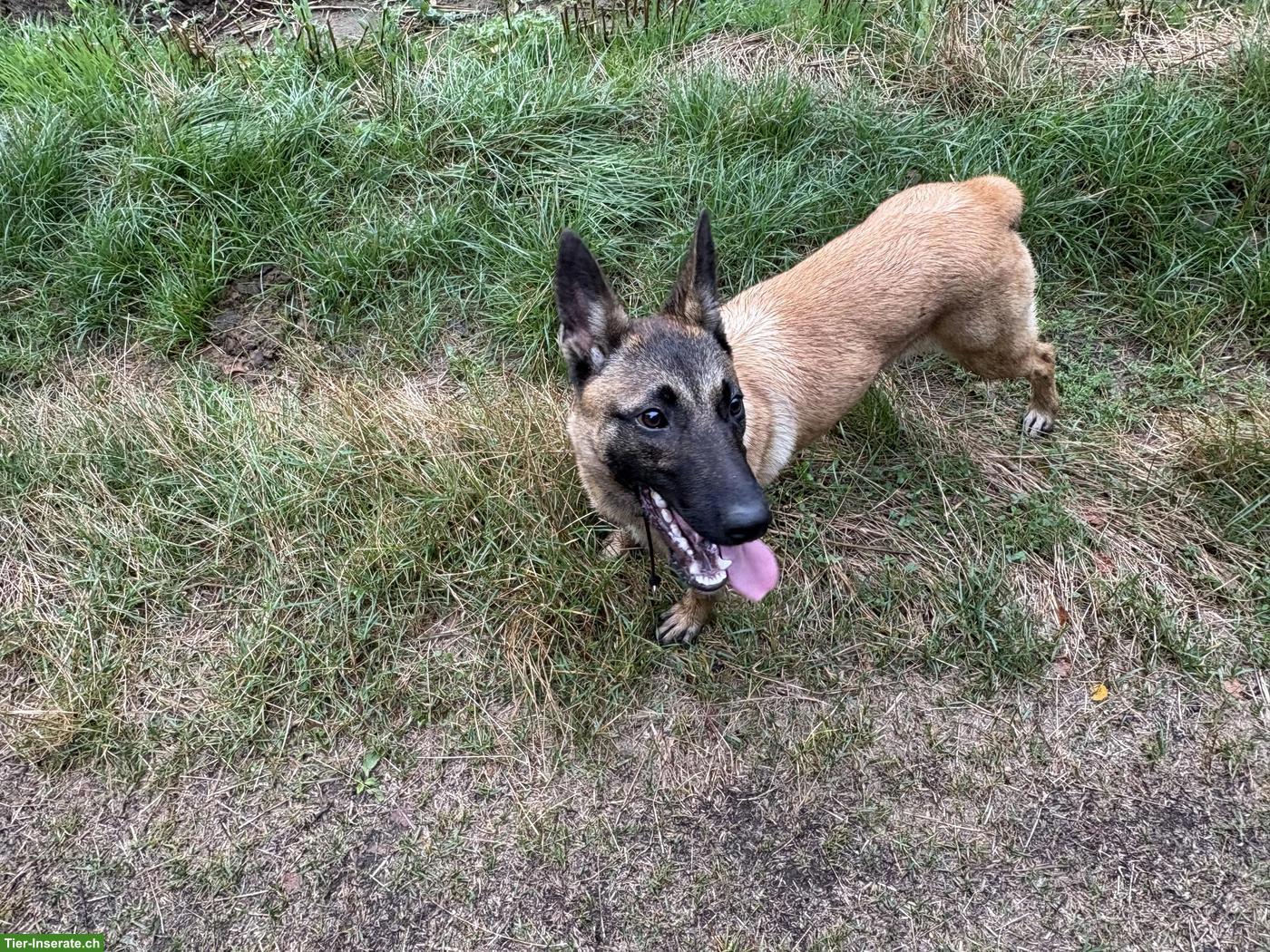 Bild 4: Malinois Hündin, 5 Monate abzugeben