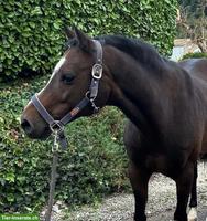 Deutsches Reitpony, Wallach, 14-jährig