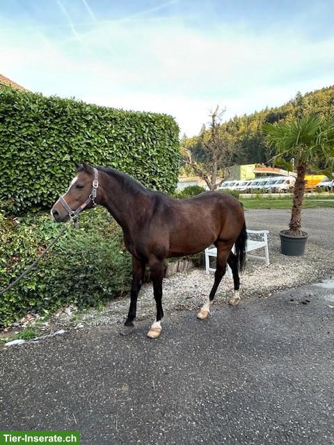 Bild 2: Deutsches Reitpony, Wallach, 14-jährig