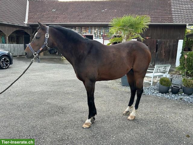 Bild 3: Deutsches Reitpony, Wallach, 14-jährig