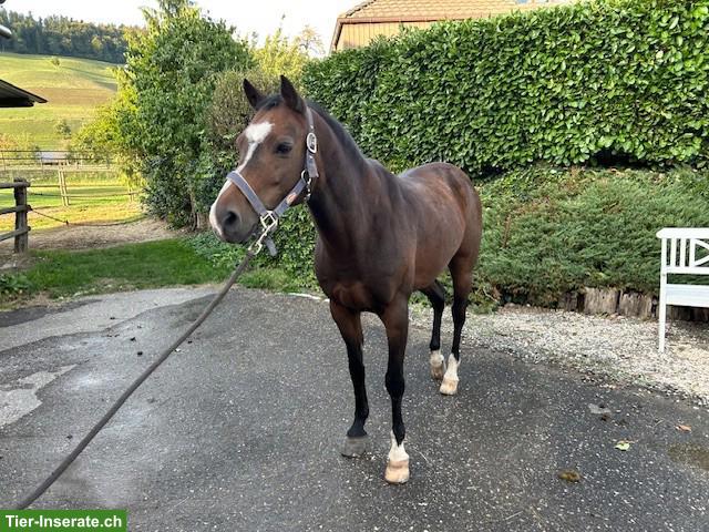 Bild 4: Deutsches Reitpony, Wallach, 14-jährig