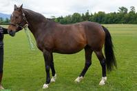 Warmblutstute La Passion, 25-jährig sucht neues, dauerhaftes Zuhause