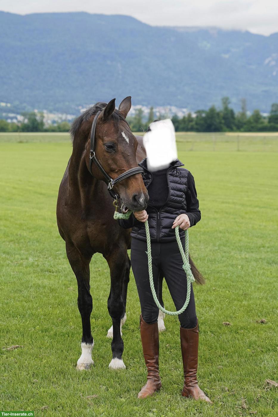 Bild 2: Warmblutstute La Passion, 25-jährig sucht neues, dauerhaftes Zuhause