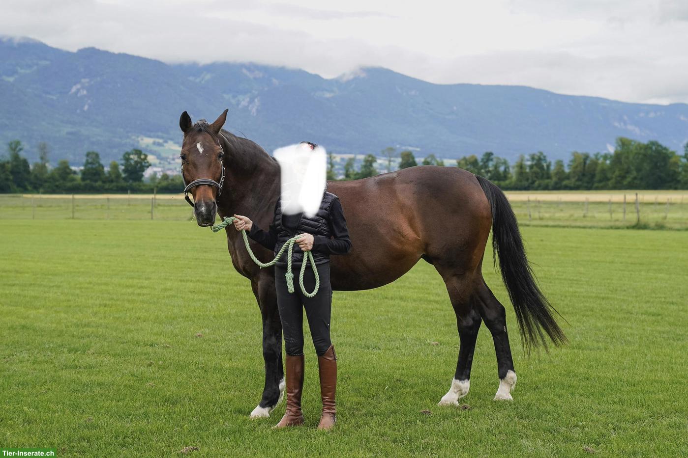 Bild 3: Warmblutstute La Passion, 25-jährig sucht neues, dauerhaftes Zuhause