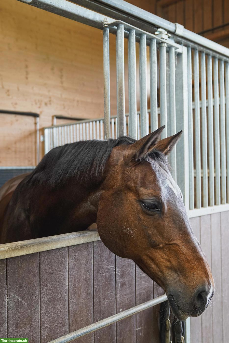 Bild 4: Warmblutstute La Passion, 25-jährig sucht neues, dauerhaftes Zuhause