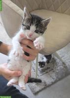 4 Katzenbabys suchen neues Zuhause