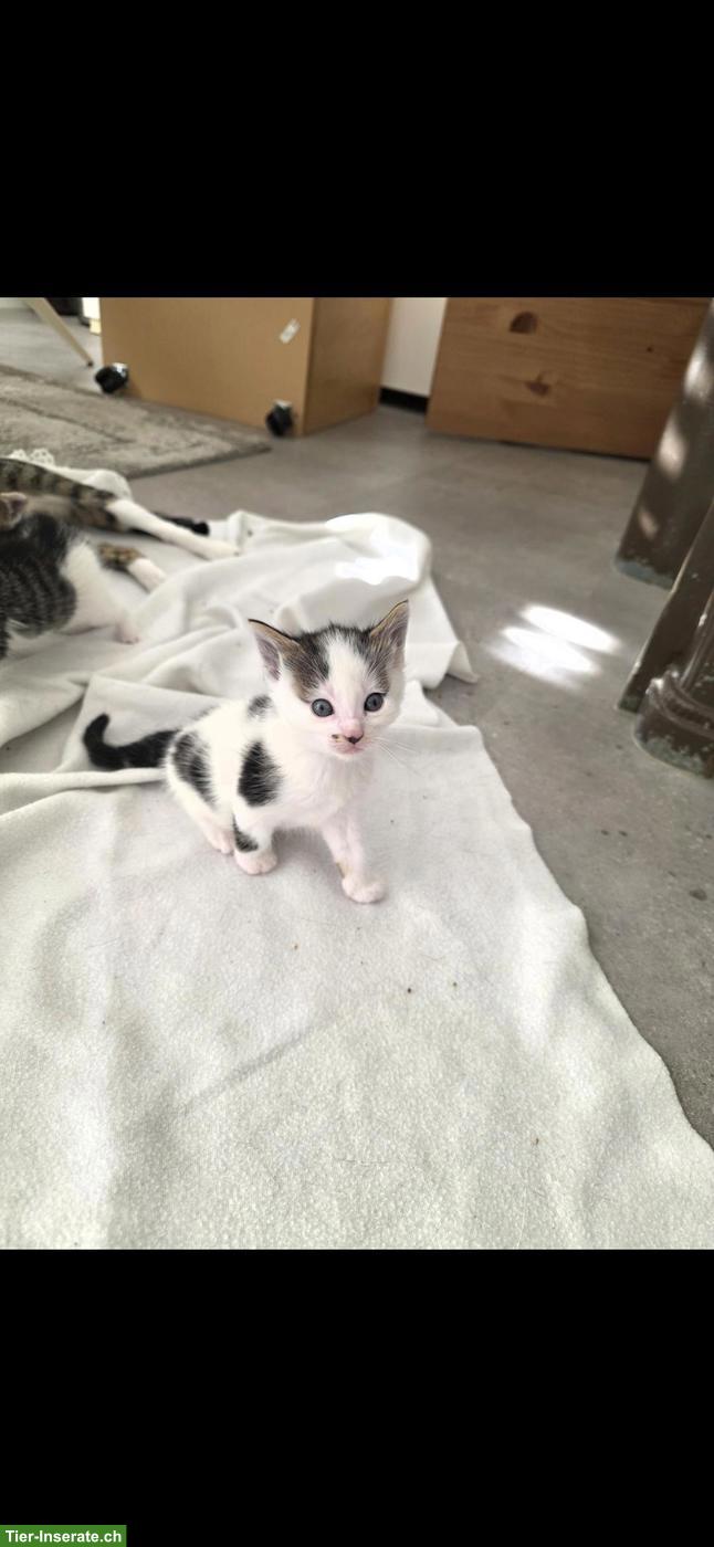 Bild 2: 4 Katzenbabys suchen neues Zuhause