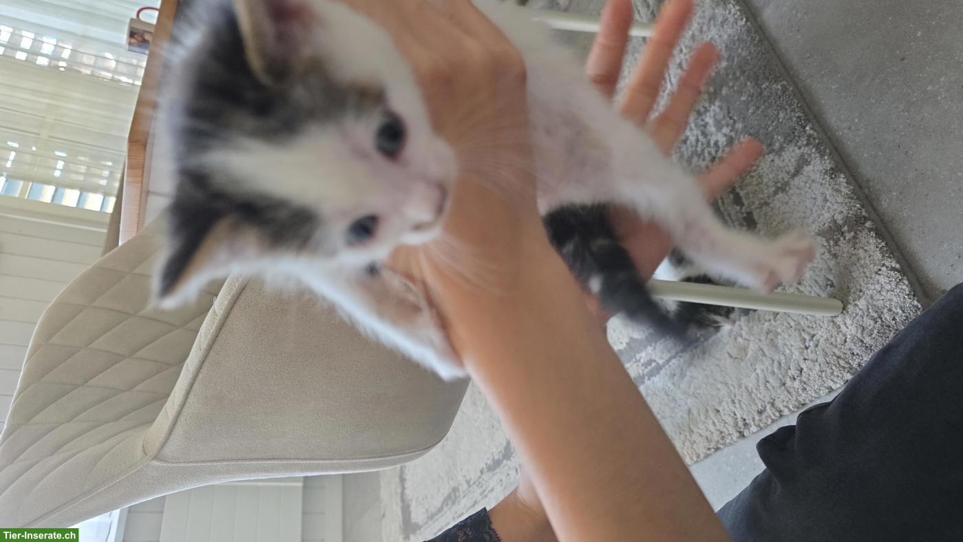 Bild 3: 4 Katzenbabys suchen neues Zuhause
