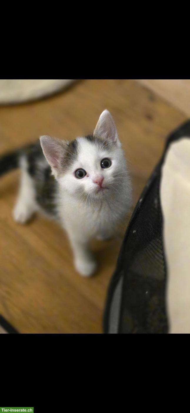 Bild 5: 4 Katzenbabys suchen neues Zuhause