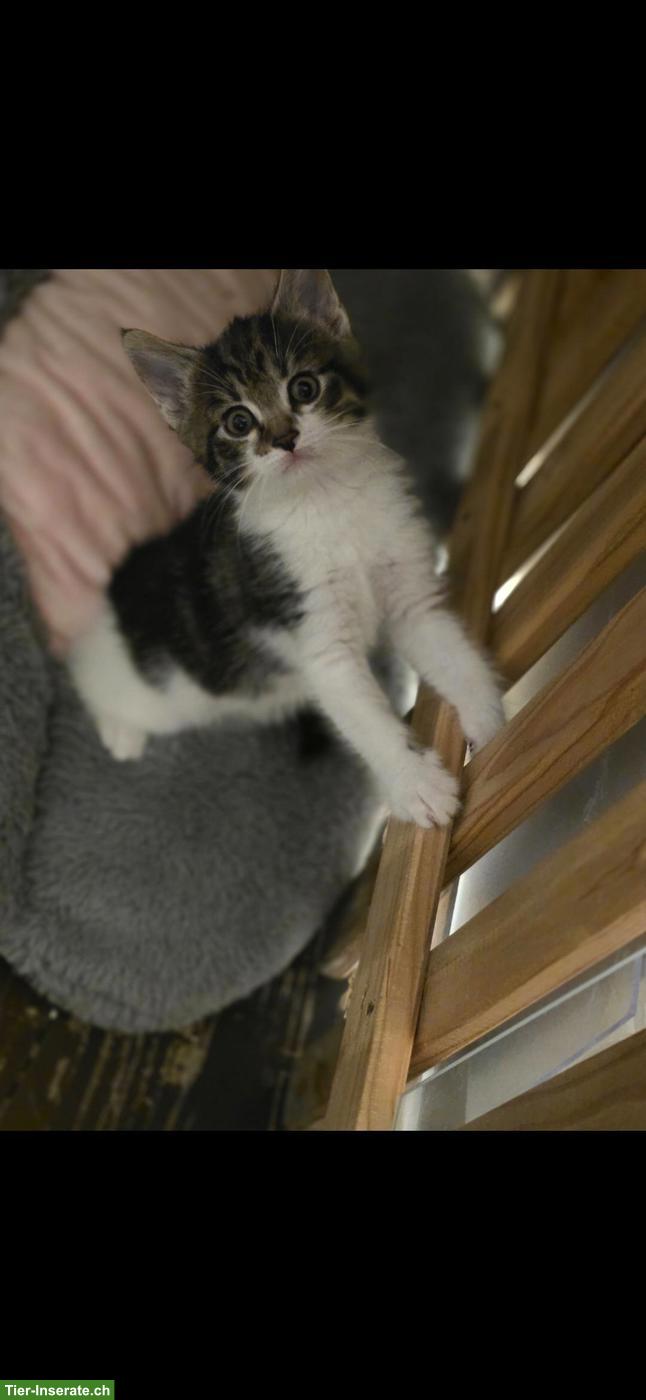 Bild 6: 4 Katzenbabys suchen neues Zuhause