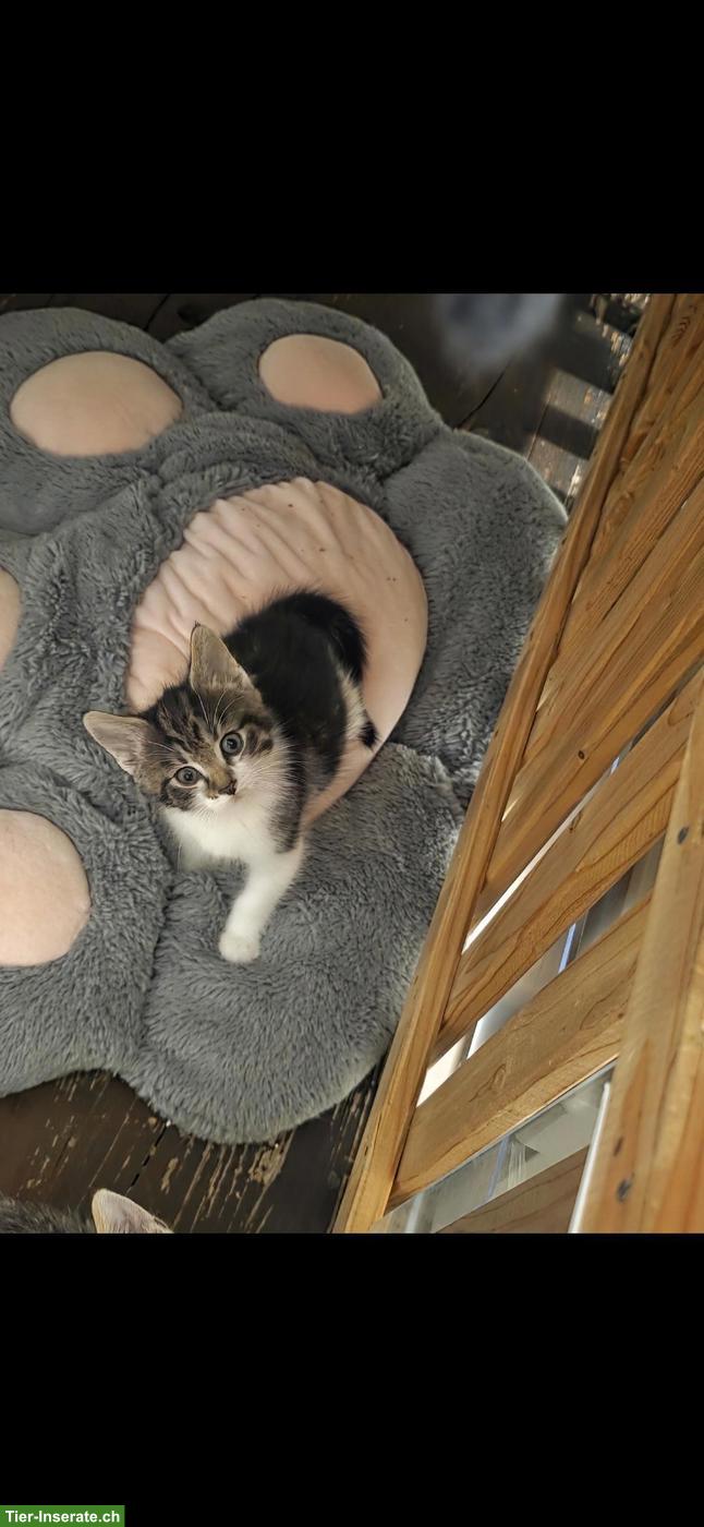 Bild 7: 4 Katzenbabys suchen neues Zuhause