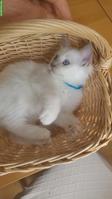 Bildhübsches Birma Kitten, Kater in Lilac Point