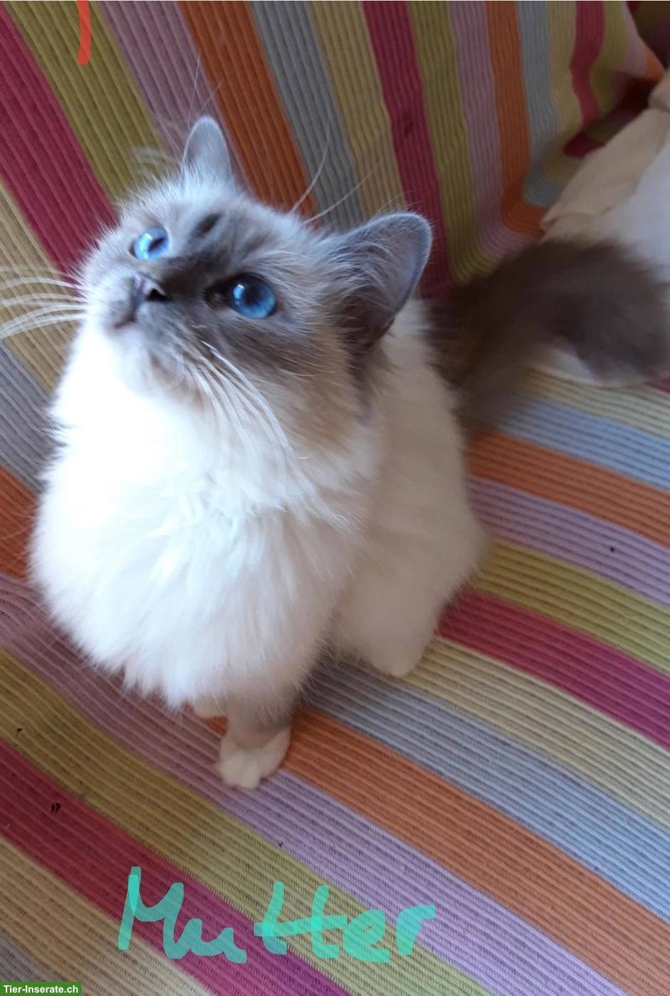 Bild 10: Bildhübsches Birma Kitten, Kater in Lilac Point