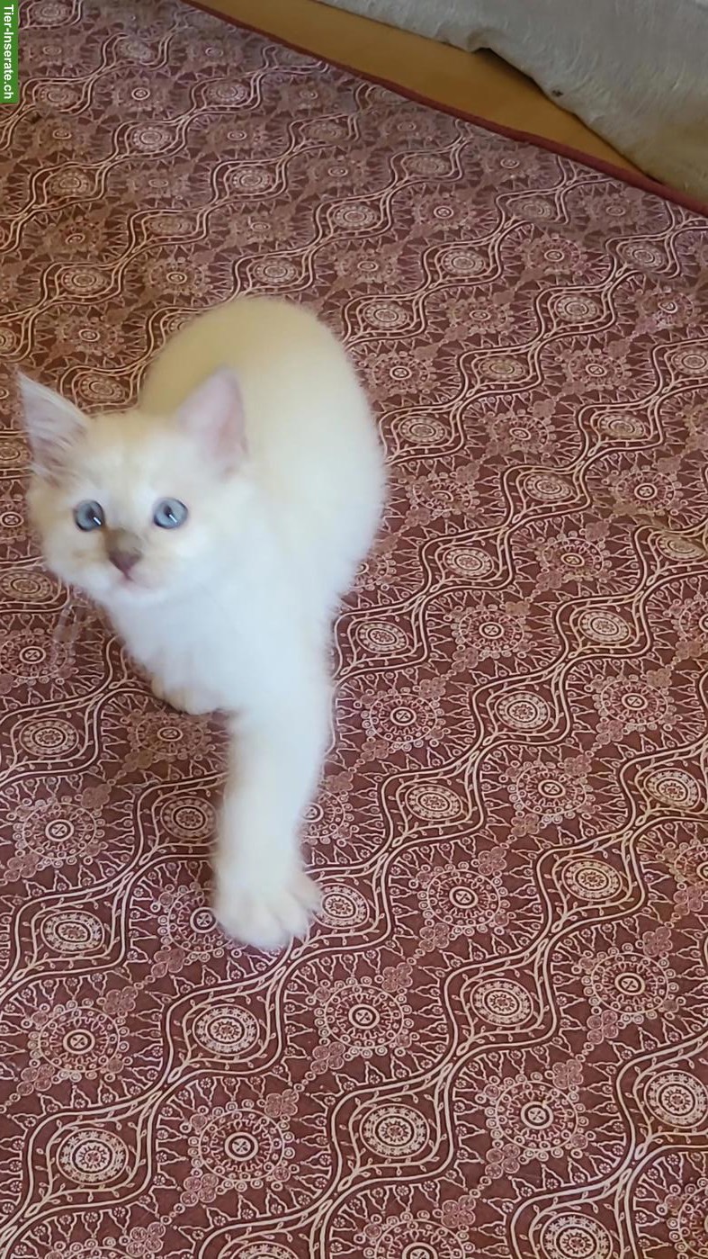 Bild 5: Bildhübsches Birma Kitten, Kater in Lilac Point