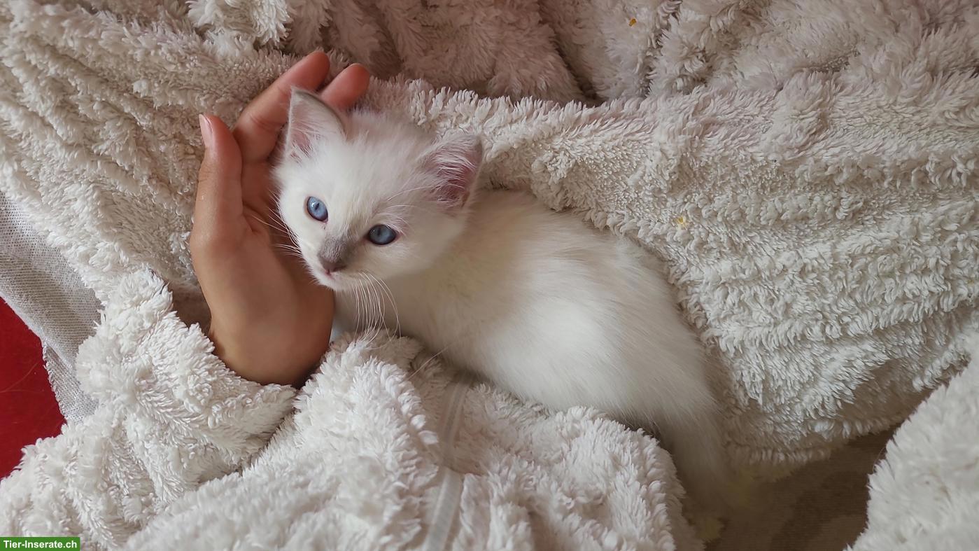 Bild 6: Bildhübsches Birma Kitten, Kater in Lilac Point