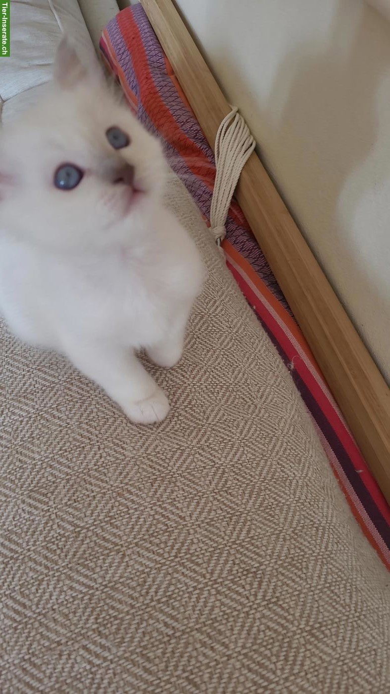 Bild 8: Bildhübsches Birma Kitten, Kater in Lilac Point