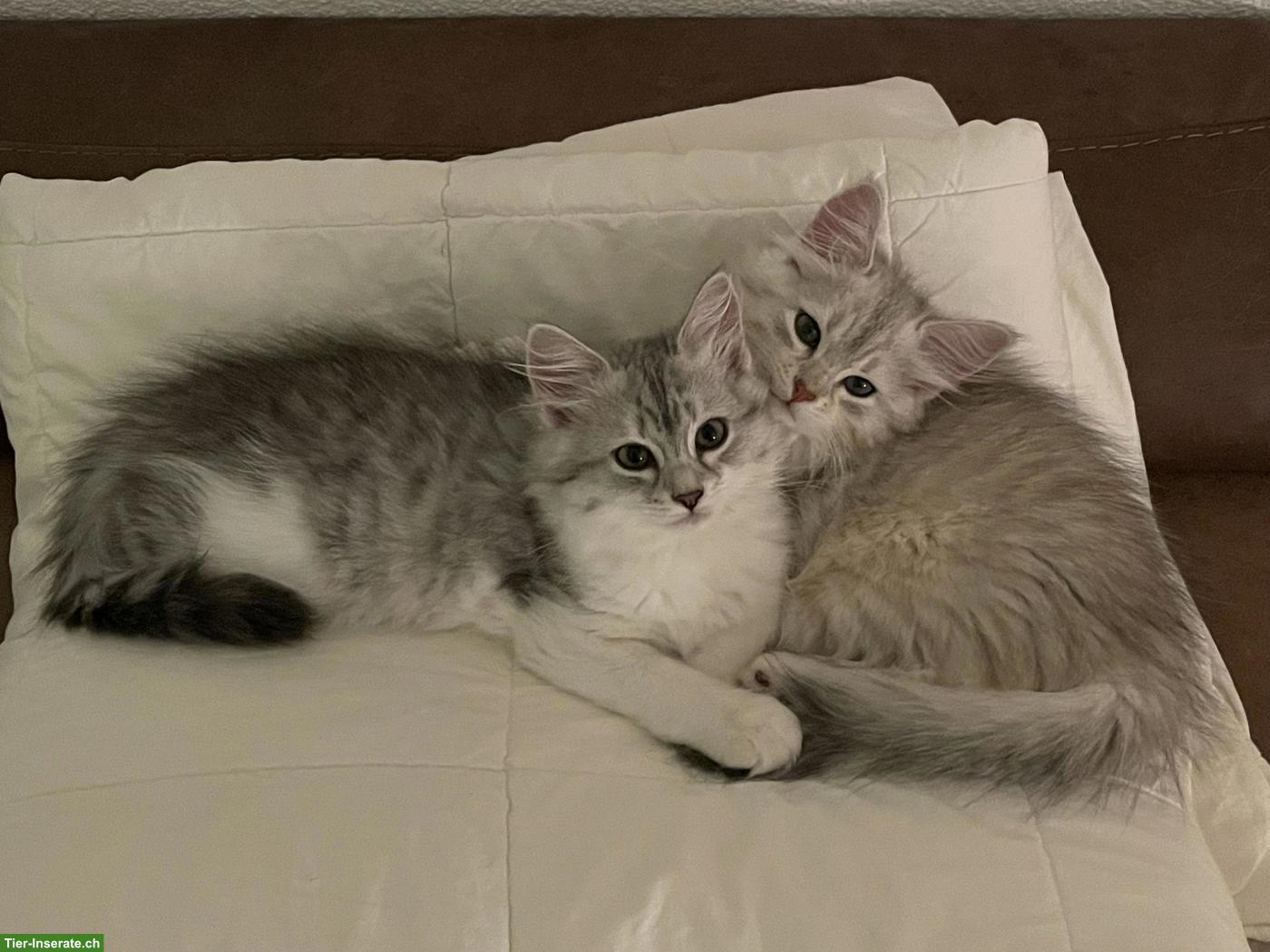 Wunderschöne Sibirische Katzen (Mädchen) mit Stammbaum