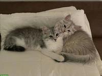Wunderschöne Sibirische Katzen (Mädchen) mit Stammbaum