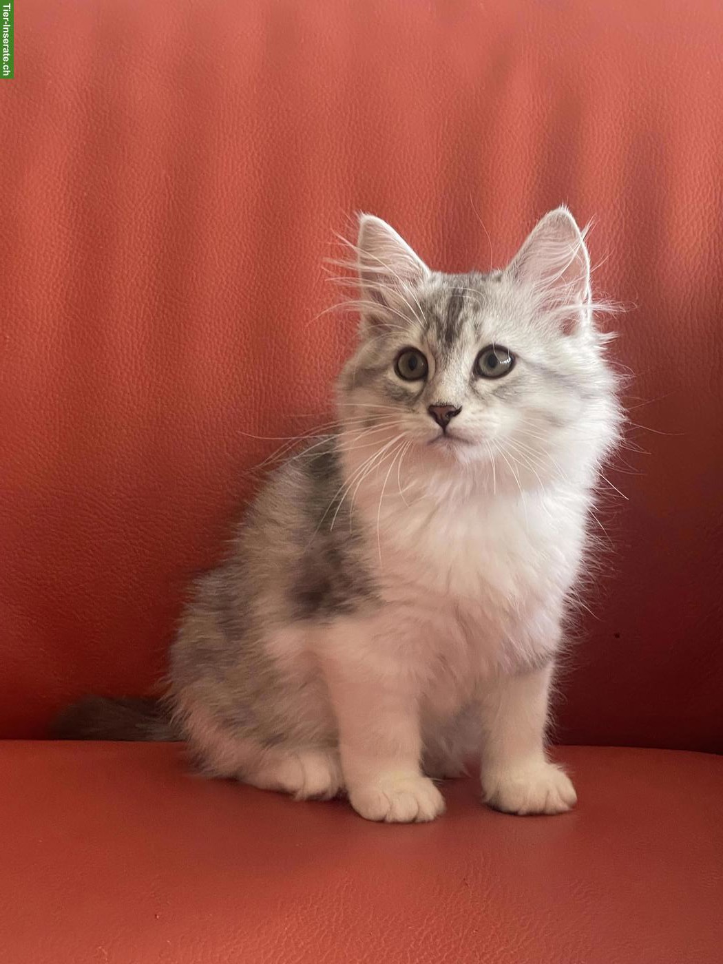 Bild 2: Wunderschöne Sibirische Katzen (Mädchen) mit Stammbaum
