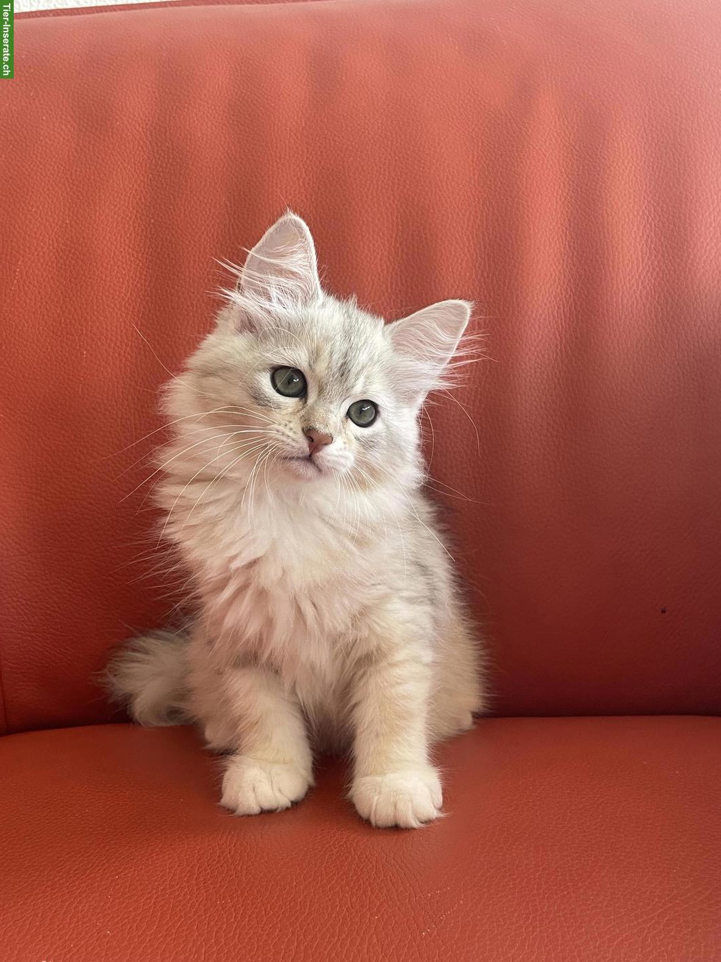 Bild 3: Wunderschöne Sibirische Katzen (Mädchen) mit Stammbaum