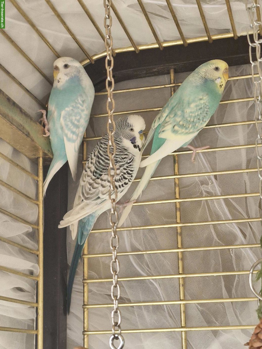Bild 3: 3 Wellensittiche mit viel Zubehör