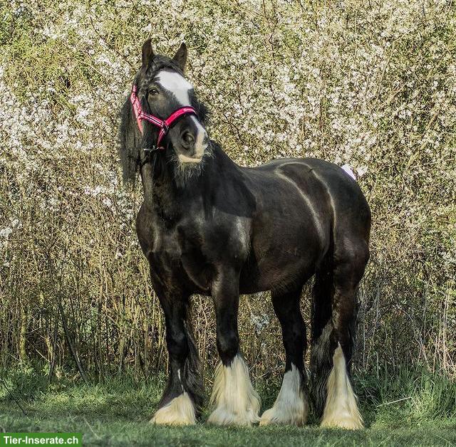 Bild 6: Tinker Stute zu verkaufen