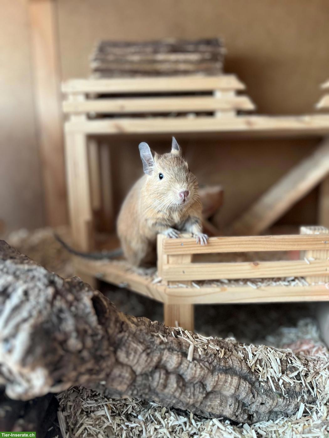 Liebevolle Degu-Dame sucht Anschluss