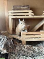 Liebevolle Degu-Dame sucht Anschluss