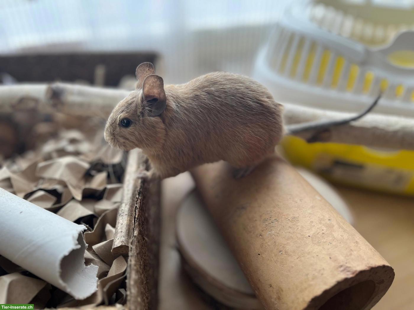 Bild 2: Liebevolle Degu-Dame sucht Anschluss