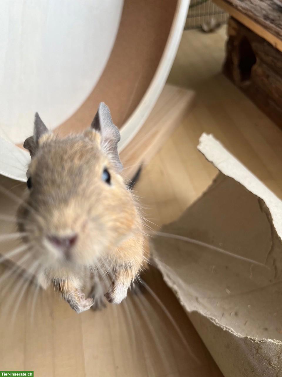 Bild 3: Liebevolle Degu-Dame sucht Anschluss
