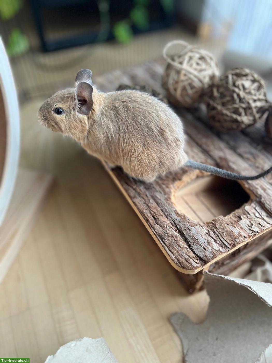 Bild 4: Liebevolle Degu-Dame sucht Anschluss