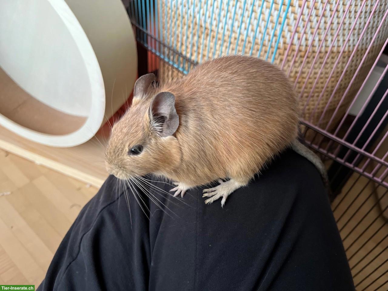 Bild 5: Liebevolle Degu-Dame sucht Anschluss