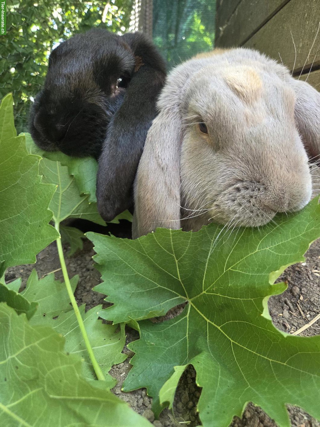 2 Französischer Widder Kaninchen abzugeben