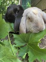 2 Französischer Widder Kaninchen abzugeben