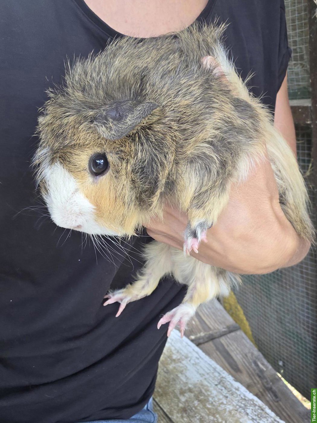 2 Meerschweinchen Männchen abzugeben
