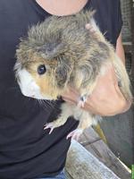 2 Meerschweinchen Männchen abzugeben